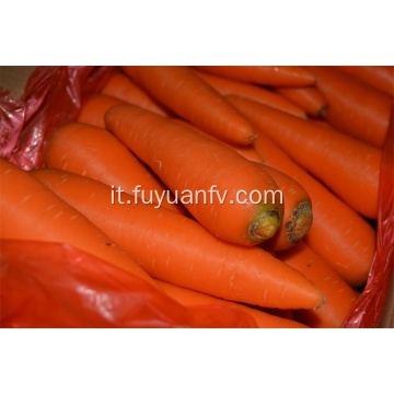 Carota gialla fresca 2019 nuovo raccolto